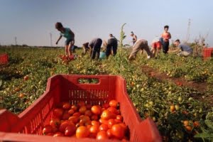 legge contro il caporalato