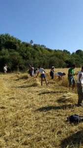 Festa del grano Rieti