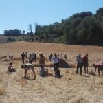 festa della mietitura