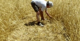 festa della mietitura