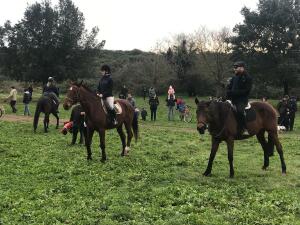 festa degli animali