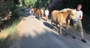 fattoria verde