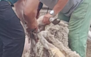 Il Guazzabuglio