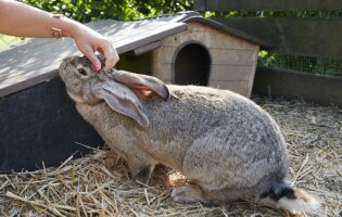 made in bunny