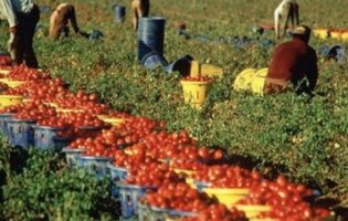 Agromafie e Caporalato