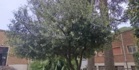 giornata della terra palestinese