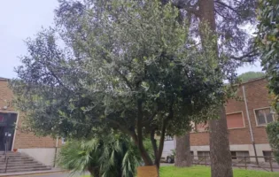 PALESTINA: L’ULIVO È L’ALBERO DELLA RESISTENZA