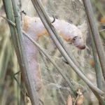 Ecomuseo della seta